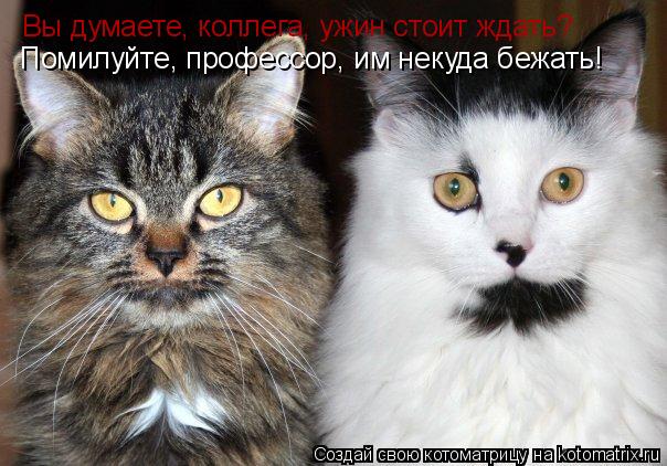 Вы думаете, коллега, ужин стоит ждать? Помилуйте, профессор, им некуда бежать!... Котоматрица: Вы думаете, коллега, ужин стоит ждать? Помилуйте, профессор, им некуда бежать!