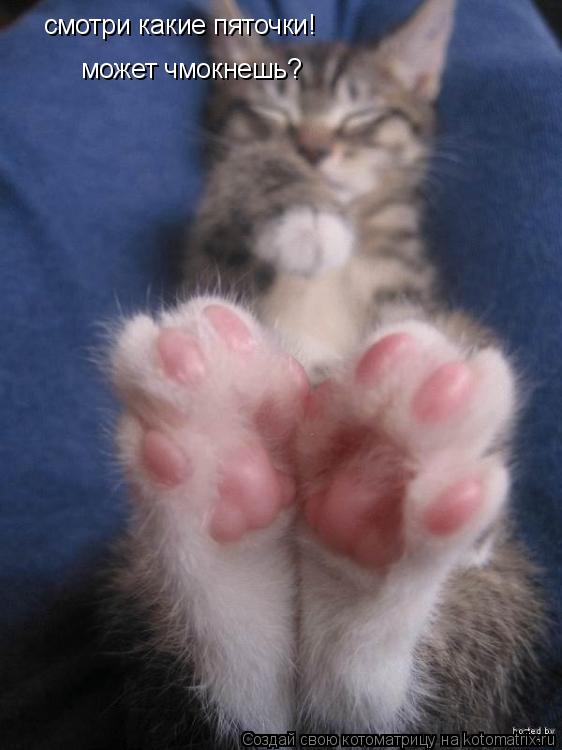 смотри какие пяточки! может чмокнешь?... Котоматрица: смотри какие пяточки! может чмокнешь?