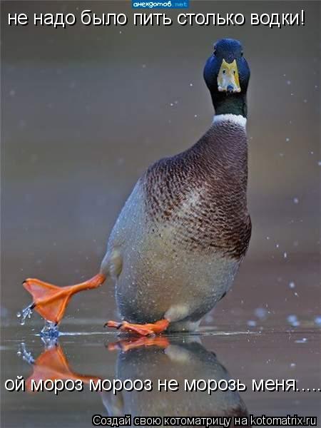 не надо было пить столько водки! ой мороз морооз не морозь меня......... Котоматрица: не надо было пить столько водки! ой мороз морооз не морозь меня......