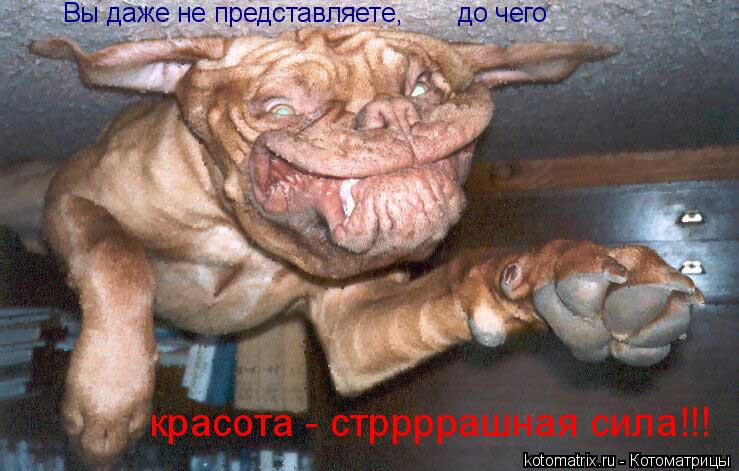 Вы даже не представляете, до чего красота - стррррашная сила!!!... Котоматрица: Вы даже не представляете, до чего красота - стррррашная сила!!!