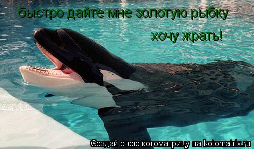 быстро дайте мне золотую рыбку хочу жрать!... Котоматрица: быстро дайте мне золотую рыбку хочу жрать!