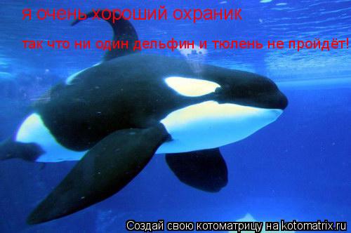 я очень хороший охраник так что ни один дельфин и тюлень не пройдёт!... Котоматрица: я очень хороший охраник так что ни один дельфин и тюлень не пройдёт!