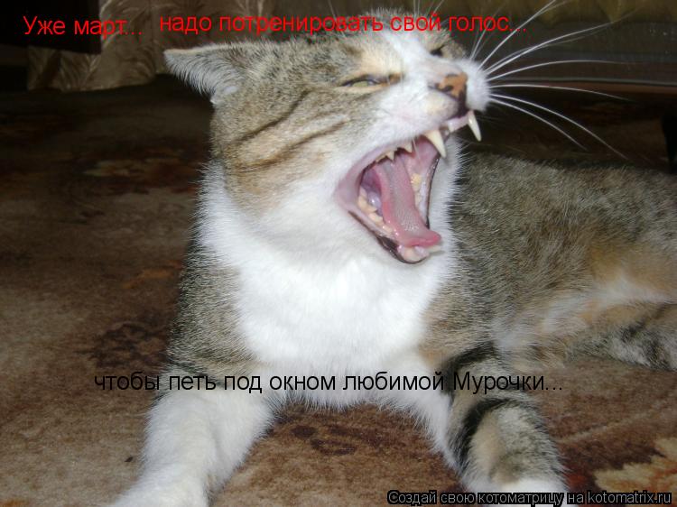 Уже март... надо потренировать свой голос... чтобы петь под окном любимой Мурочки...... Котоматрица: Уже март... надо потренировать свой голос... чтобы петь под окном любимой Мурочки...