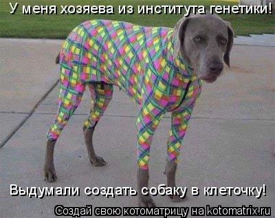У меня хозяева из института генетики! Выдумали создать собаку в клеточку!... Котоматрица: У меня хозяева из института генетики! Выдумали создать собаку в клеточку!