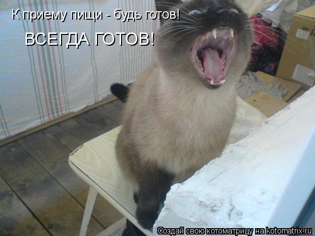 К приему пищи - будь готов! ВСЕГДА ГОТОВ!... Котоматрица: К приему пищи - будь готов! ВСЕГДА ГОТОВ!