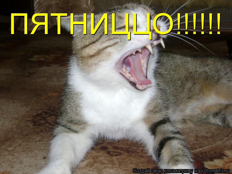 ПЯТНИЦЦО!!!!!!... Котоматрица: ПЯТНИЦЦО!!!!!!