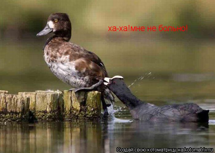 ха-ха!мне не больно!... Котоматрица: ха-ха!мне не больно!