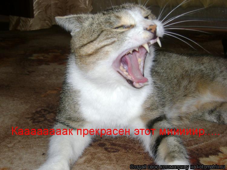 Котоматрица: Каааааааак прекрасен этот мииииир.....