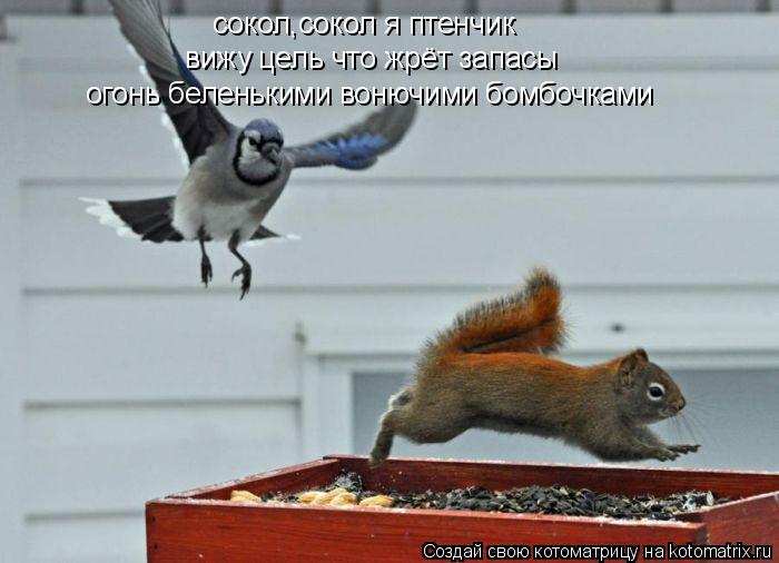 Котоматрица: сокол,сокол я птенчик вижу цель что жрёт запасы огонь беленькими вонючими бомбочками