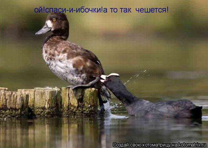 Котоматрица: ой!спаси-и-ибочки!а то так  чешется!