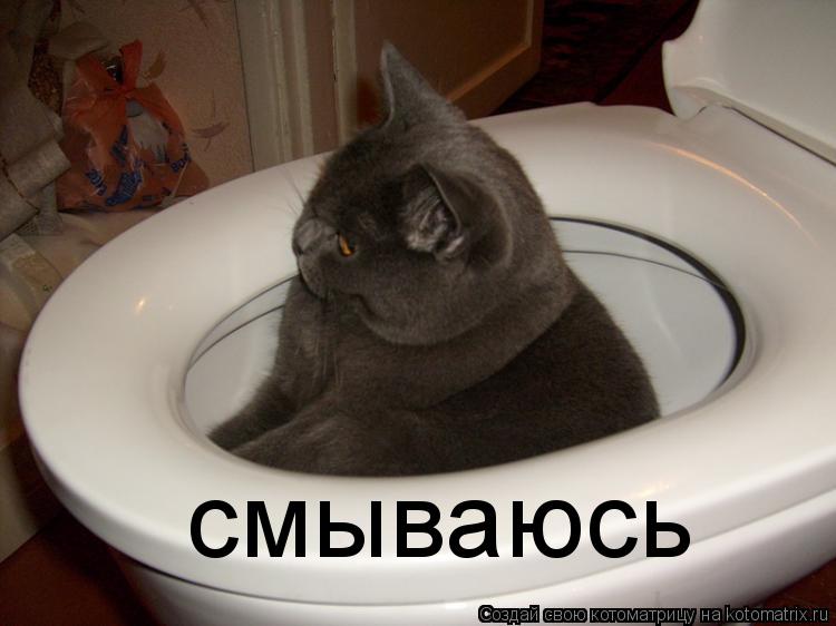Котоматрица: смываюсь
