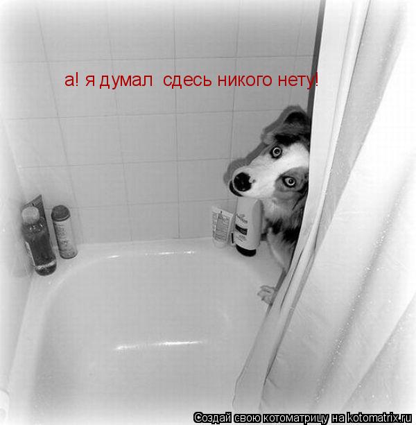 Котоматрица: а! я думал  сдесь никого нету!