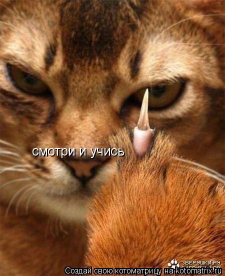 Котоматрица: смотри и учись