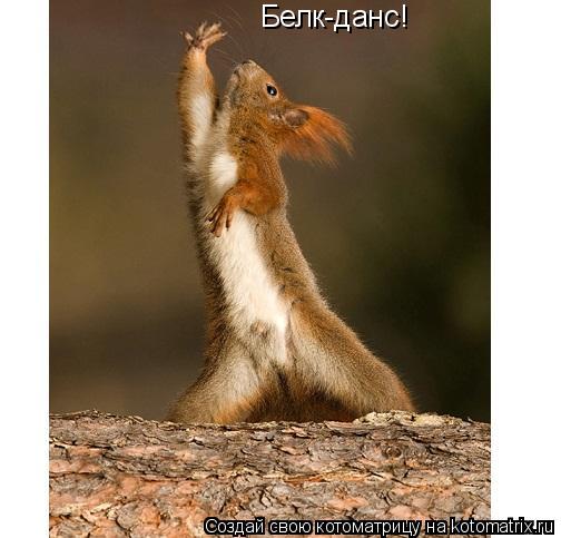 Белк-данс!... Котоматрица: Белк-данс!