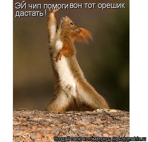 Котоматрица: ЭЙ чип помоги вон тот орешик  дастать !