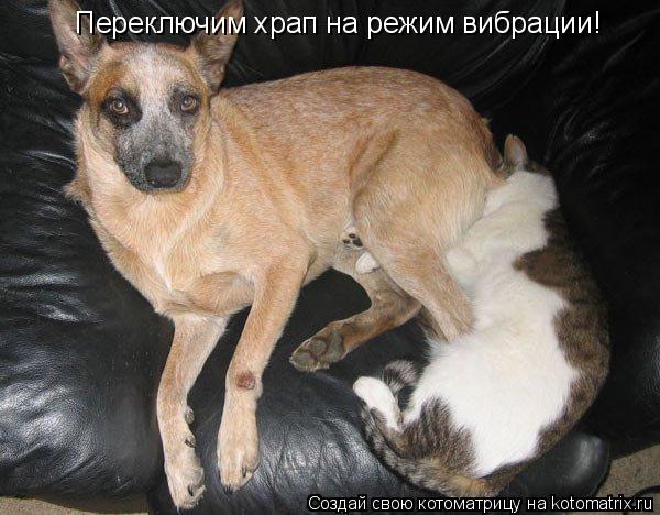 Котоматрица: Переключим храп на режим вибрации!