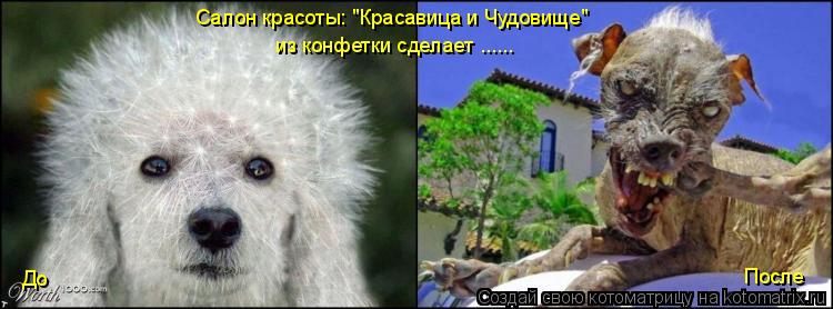 Котоматрица: Салон красоты: "Красавица и Чудовище" из конфетки сделает ...... До После