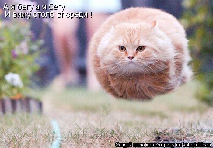 Котоматрица: А я бегу а я бегу   И вижу столб впереди !