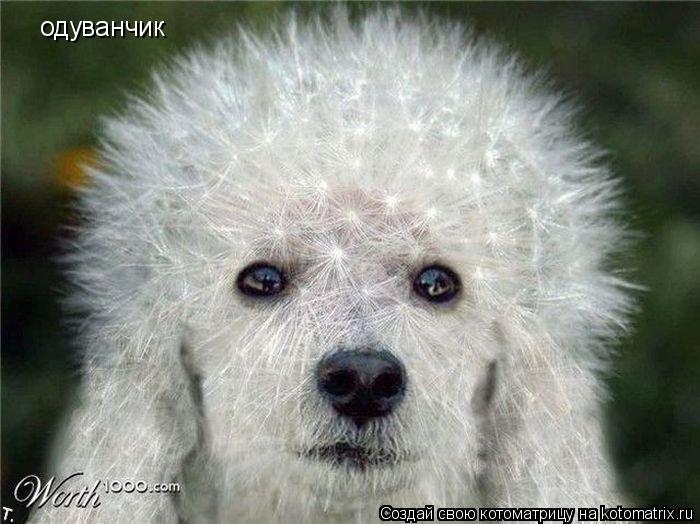 Котоматрица: одуванчик