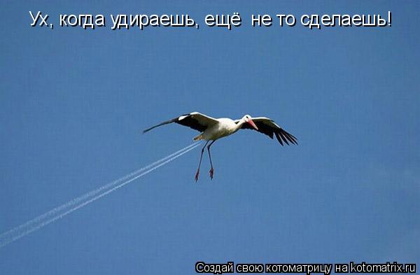 Котоматрица: Ух, когда удираешь, ещё  не то сделаешь!