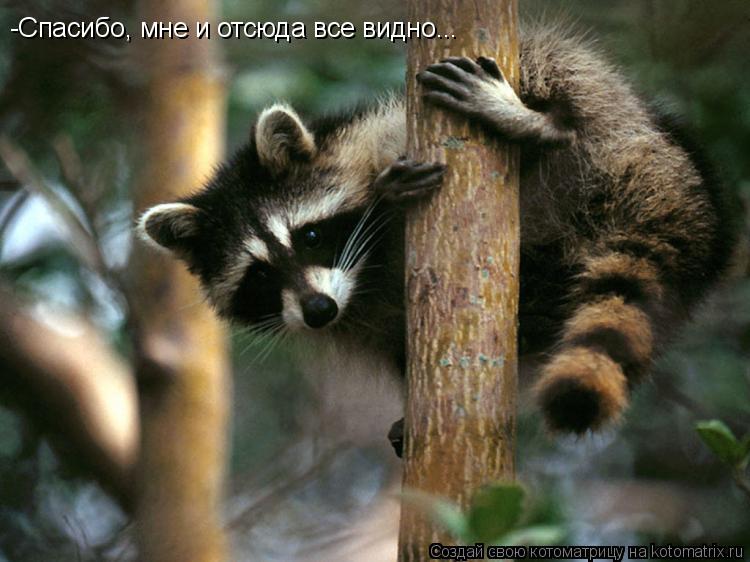 Котоматрица: -Спасибо, мне и отсюда все видно...