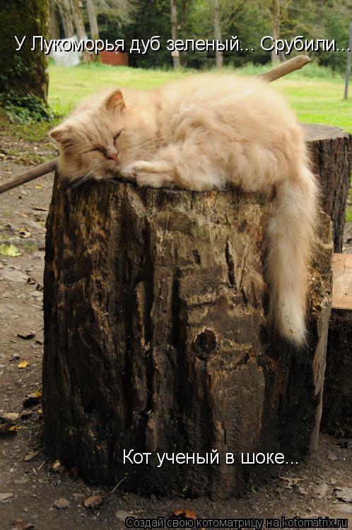 Котоматрица: У Лукоморья дуб зеленый... Срубили...  Кот ученый в шоке...