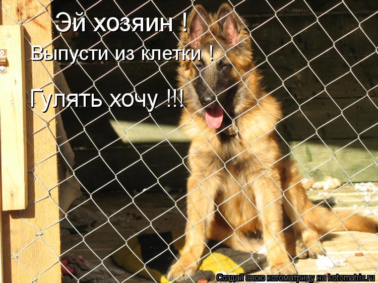 Котоматрица: Эй хозяин ! Выпусти из клетки ! Гулять хочу !!!