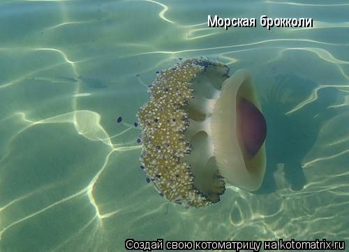 Котоматрица: Морская брокколи