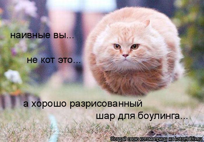 Котоматрица: наивные вы... не кот это... а хорошо разрисованный  шар для боулинга...