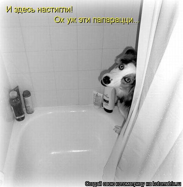 Котоматрица: И здесь настигли! Ох уж эти папарацци...