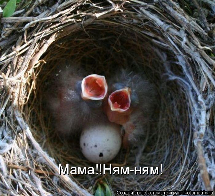Котоматрица: Мама!!Ням-ням!