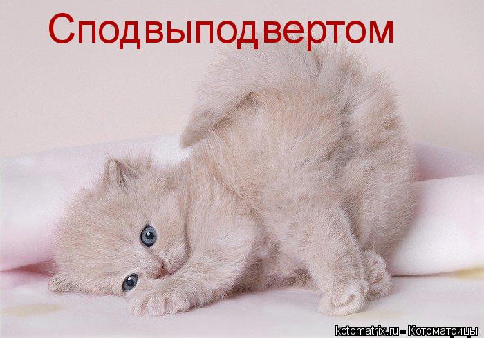 Котоматрица: Сподвыподвертом