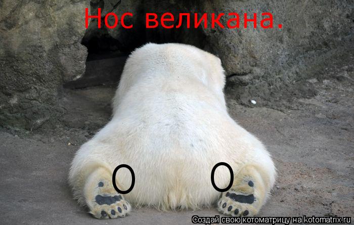 Котоматрица: О Нос великана. О