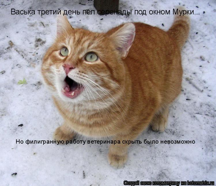 Котоматрица: Васька третий день пел серенады под окном Мурки... Но филигранную работу ветеринара скрыть было невозможно