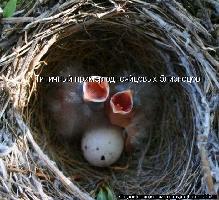 Котоматрица: Типичный пример однояйцевых близнецов