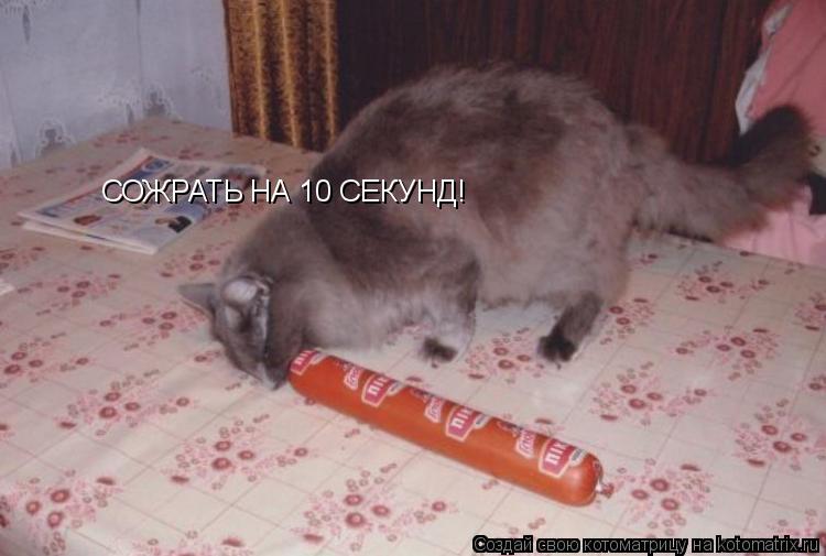 Котоматрица: СОЖРАТЬ НА 10 СЕКУНД!