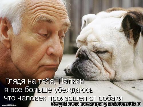 Котоматрица: Глядя на тебя, Палкан я все больше убеждаюсь что человек произошел от собаки