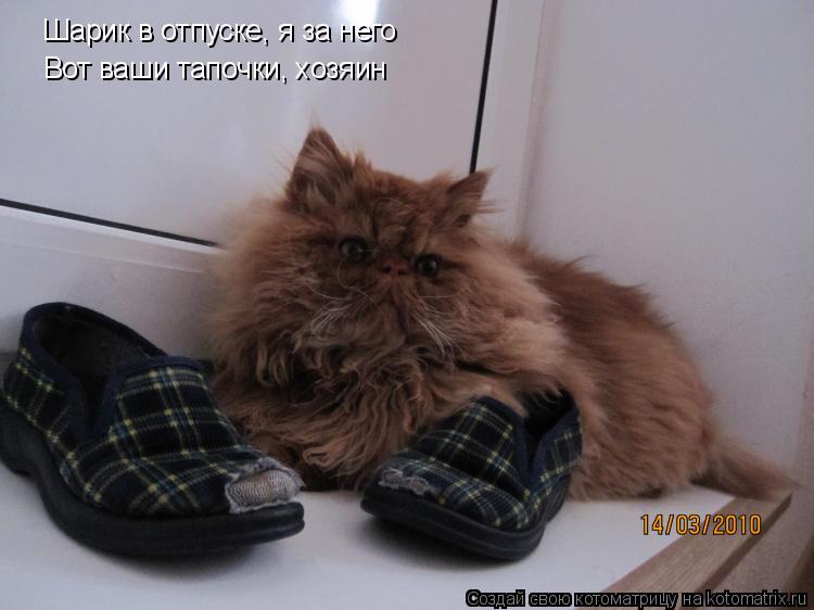 Котоматрица: Шарик в отпуске, я за него Вот ваши тапочки, хозяин