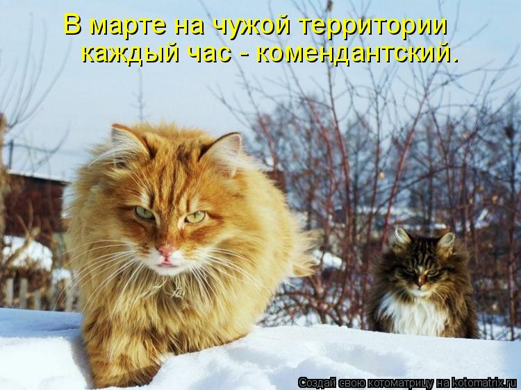 Котоматрица: каждый час - комендантский. В марте на чужой территории