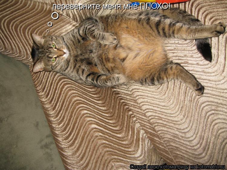 Котоматрица: переверните меня мне ПЛОХО! O O O