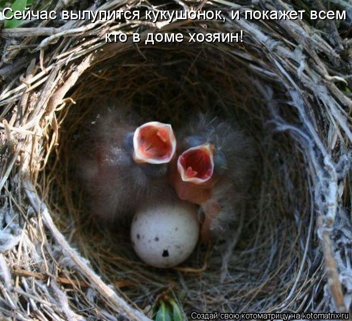 Котоматрица: Сейчас вылупится кукушонок, и покажет всем  кто в доме хозяин!