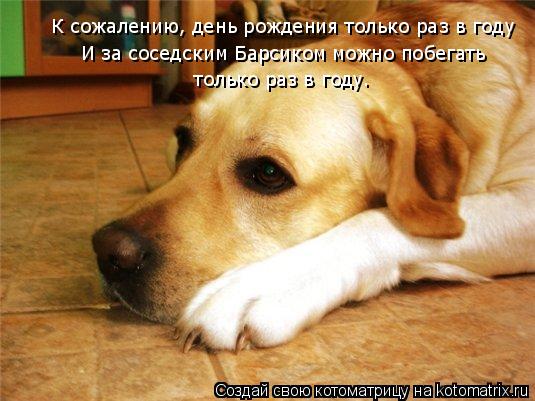 Котоматрица: К сожалению, день рождения только раз в году И за соседским Барсиком можно побегать  только раз в году.