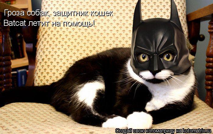 Котоматрица: Гроза собак, защитник кошек Batcat летит на помощь!