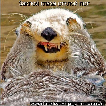 Котоматрица: Заклой глаза отклой лот