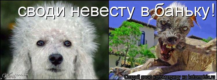 Котоматрица: своди невесту в баньку!