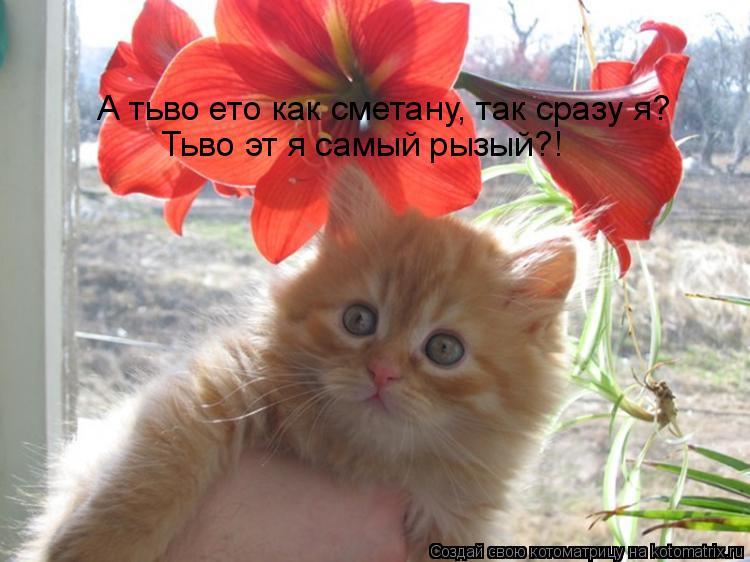 Котоматрица: А тьво ето как сметану, так сразу я? Тьво эт я самый рызый?!