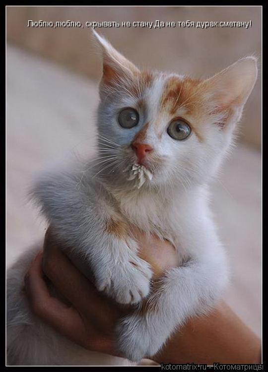 Котоматрица: Люблю,люблю, скрывать не стану Люблю,люблю, скрывать не стану.Да не тебя дурак:сметану!