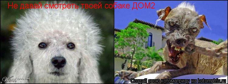 Котоматрица: Не давай смотреть твоей собаке ДОМ2