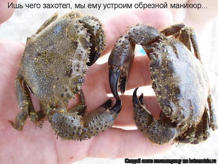 Котоматрица: Ишь чего захотел, мы ему устроим обрезной маникюр...