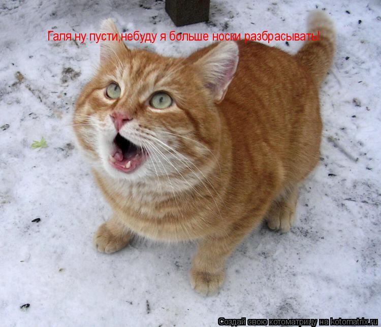 Котоматрица: Галя ну пусти,небуду я больше носки разбрасывать!